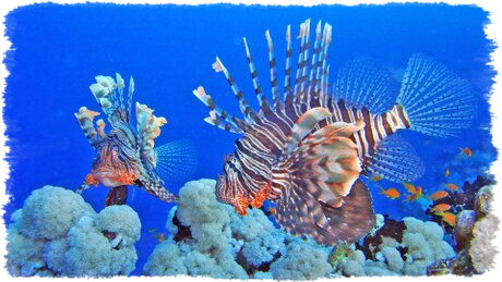 Snorkeling Bar sulla spiaggia