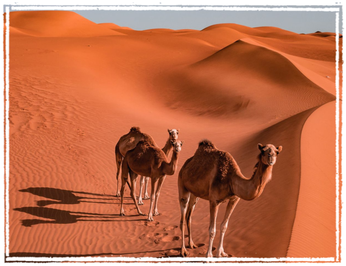 Wahiba Sand Wahiba sand e cammelli